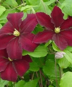 Niobe Clematis Vine Live Plant – Deep Ruby Red Flowers – 2.5