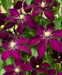 Niobe Clematis Vine Live Plant – Deep Ruby Red Flowers – 2.5