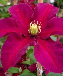 Niobe Clematis Vine Live Plant – Deep Ruby Red Flowers – 2.5