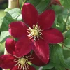 Niobe Clematis Vine Live Plant – Deep Ruby Red Flowers – 2.5" Pot – Hardy Zones 4-8 - Image 1