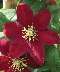Niobe Clematis Vine Live Plant – Deep Ruby Red Flowers – 2.5