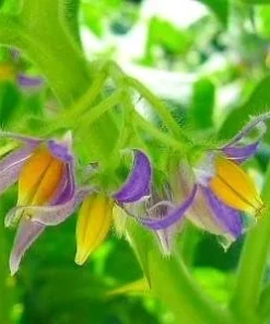 Nipple Fruit Seeds - Tit Plant Seeds - 10 Seeds - Unique Ornamental Plant - Image 2