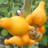 Nipple Fruit Seeds - Tit Plant Seeds - 10 Seeds - Unique Ornamental Plant - Image 1