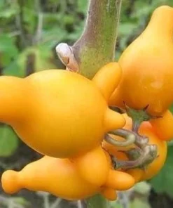Nipple Fruit Seeds - Tit Plant Seeds - 10 Seeds - Unique Ornamental Plant - Image 1