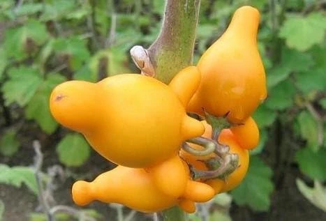 Nipple Fruit Seeds - Tit Plant Seeds - 10 Seeds - Unique Ornamental Plant - Image 1