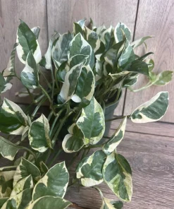 N’Joy pothos , Epipremnum aureum, Devil’s Ivy in 6
