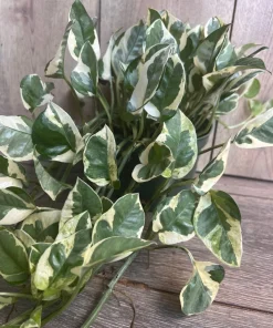 N’Joy pothos , Epipremnum aureum, Devil’s Ivy in 6