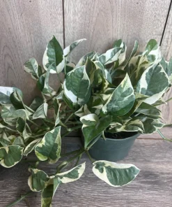 N’Joy pothos , Epipremnum aureum, Devil’s Ivy in 6
