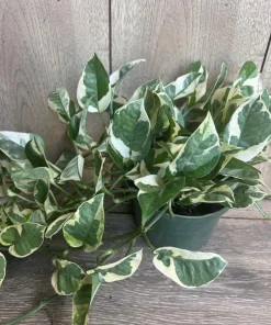 N’Joy pothos , Epipremnum aureum, Devil’s Ivy in 6