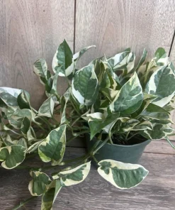 N’Joy pothos , Epipremnum aureum, Devil’s Ivy in 6