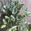 N’Joy pothos , Epipremnum aureum, Devil’s Ivy in 6" pot, Njoy - Image 1