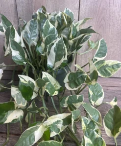 N’Joy pothos , Epipremnum aureum, Devil’s Ivy in 6