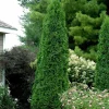 North Pole Wintergreen Arborvitae Live Plant – Thuja Occidentalis – 4" Pot – Evergreen Shrub - Image 1