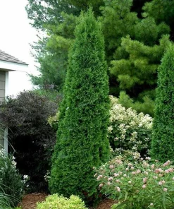 North Pole Wintergreen Arborvitae Live Plant – Thuja Occidentalis – 4