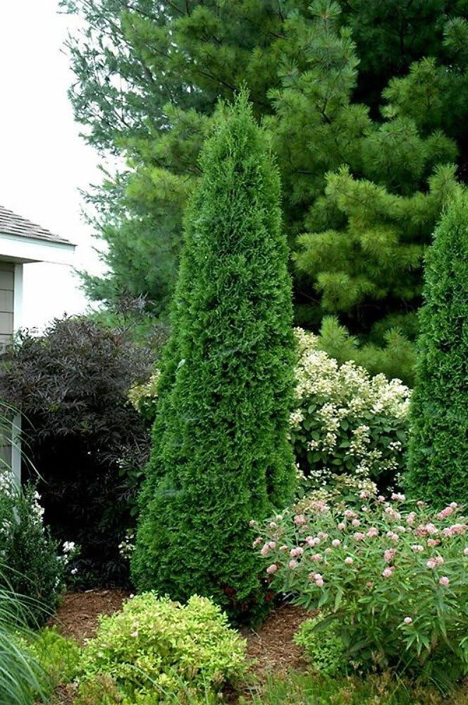 North Pole Wintergreen Arborvitae Live Plant – Thuja Occidentalis – 4" Pot – Evergreen Shrub - Image 1
