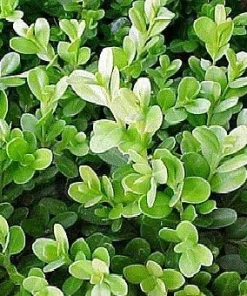 North Star Boxwood Live Plant – Superb Winter Color Shrub – 4" Pot - Image 2