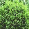 North Star Boxwood Live Plant – Superb Winter Color Shrub – 4" Pot - Image 1