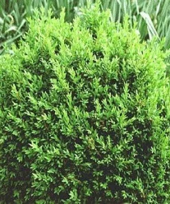 North Star Boxwood Live Plant – Superb Winter Color Shrub – 4
