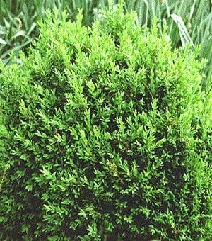 North Star Boxwood Live Plant – Superb Winter Color Shrub – 4" Pot - Image 1