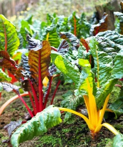 Northern Lights Swiss Chard Seeds - 150 Mixed Colors - Beta Vulgaris Cicla - Image 2