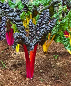 Northern Lights Swiss Chard Seeds - 150 Mixed Colors - Beta Vulgaris Cicla - Image 3