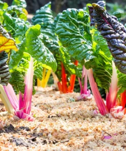 Northern Lights Swiss Chard Seeds - 150 Mixed Colors - Beta Vulgaris Cicla - Image 4