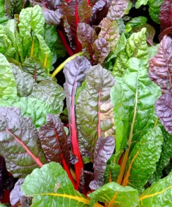 Northern Lights Swiss Chard Seeds - 150 Mixed Colors - Beta Vulgaris Cicla - Image 5