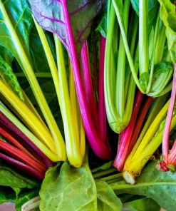 Northern Lights Swiss Chard Seeds - 150 Mixed Colors - Beta Vulgaris Cicla - Image 6