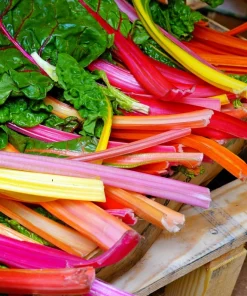 Northern Lights Swiss Chard Seeds - 150 Mixed Colors - Beta Vulgaris Cicla - Image 7