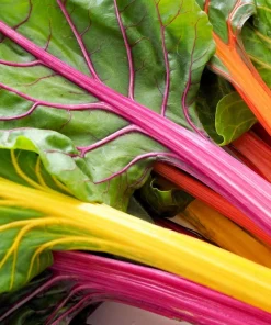 Northern Lights Swiss Chard Seeds - 150 Mixed Colors - Beta Vulgaris Cicla - Image 8
