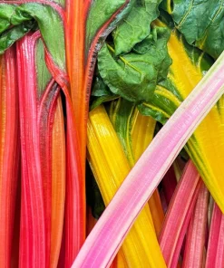 Northern Lights Swiss Chard Seeds - 150 Mixed Colors - Beta Vulgaris Cicla - Image 9
