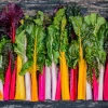 Northern Lights Swiss Chard Seeds - 150 Mixed Colors - Beta Vulgaris Cicla - Image 1