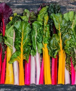 Northern Lights Swiss Chard Seeds - 150 Mixed Colors - Beta Vulgaris Cicla - Image 1