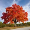 Northern Red Oak Tree Live Plant – 24-36 Inches Tall – Fast Growing Shade Tree - Image 1