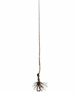 Northern Red Oak Tree Live Plant – 24-36 Inches Tall – Fast Growing Shade Tree - Image 2