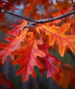 Northern Red Oak Tree Live Plant – 24-36 Inches Tall – Fast Growing Shade Tree - Image 3