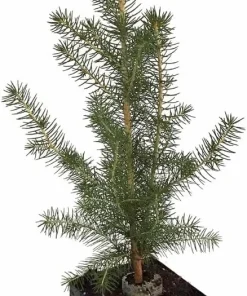 Norway Spruce Live Plant - Picea Abies - Hardy Outdoor Evergreen - Quart Pot - Image 2