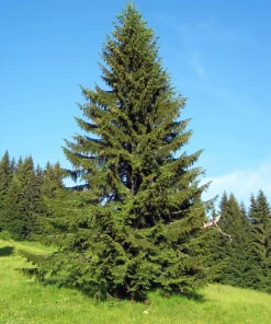 Norway Spruce Live Plant - Picea Abies - Hardy Outdoor Evergreen - Quart Pot - Image 3