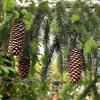 Norway Spruce Live Plant - Picea Abies - Hardy Outdoor Evergreen - Quart Pot - Image 1
