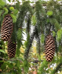 Norway Spruce Live Plant - Picea Abies - Hardy Outdoor Evergreen - Quart Pot - Image 1