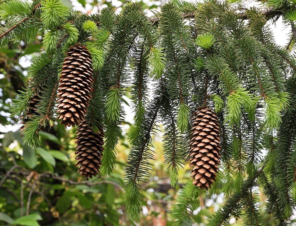 Norway Spruce Live Plant - Picea Abies - Hardy Outdoor Evergreen - Quart Pot - Image 1