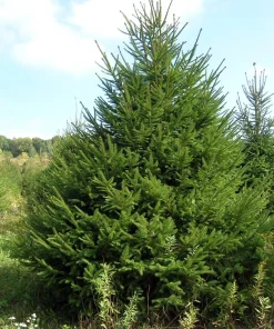 Norway Spruce Live Plant - Picea Abies - Hardy Outdoor Evergreen - Quart Pot - Image 4