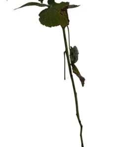 Nova Red Raspberry Plant Live – Summer Bearer – Hardy Zones 3-8 – 3.25" Pot - Image 2