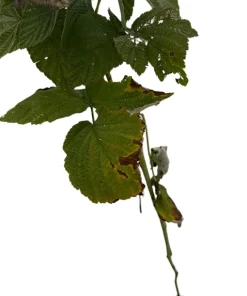 Nova Red Raspberry Plant Live – Summer Bearer – Hardy Zones 3-8 – 3.25