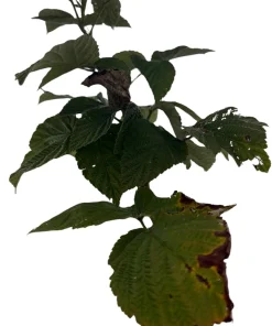 Nova Red Raspberry Plant Live – Summer Bearer – Hardy Zones 3-8 – 3.25