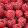 Nova Red Raspberry Plant Live – Summer Bearer – Hardy Zones 3-8 – 3.25" Pot - Image 1