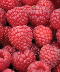 Nova Red Raspberry Plant Live – Summer Bearer – Hardy Zones 3-8 – 3.25