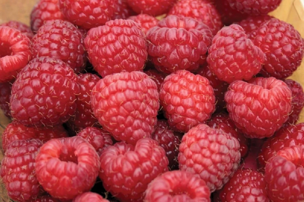 Nova Red Raspberry Plant Live – Summer Bearer – Hardy Zones 3-8 – 3.25" Pot - Image 1