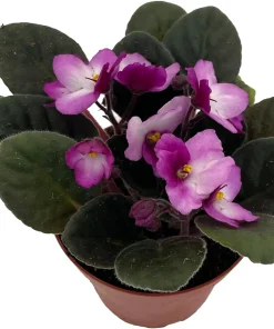 Novelty African Violet Live Plant - 4 inch Pot - Continuous Blooms - Image 2
