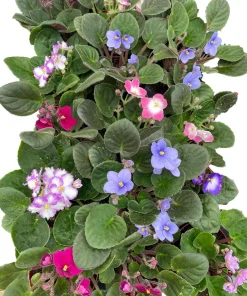 Novelty African Violet Live Plant - 4 inch Pot - Continuous Blooms - Image 3